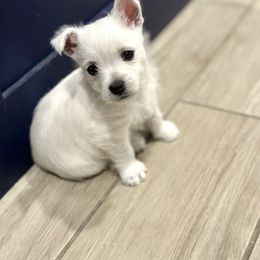 West Highland White Terrier Puppies from De Leon Westies