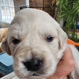 Mr. Orange - Light golden male Golden Retriever puppy in Phoenix, Maryland from Tamarind Goldens