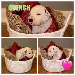 Quench - White and black female Dalmatian puppy in Des Moines, Iowa from Spot Splattered Dalmatians