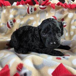 Boy 2 - Black male Poodle puppy in Mayville, Michigan from Kathy Maize