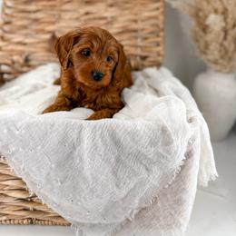Coffee dates - Red  male Goldendoodle puppy in Harrodsburg, Kentucky from Firefly Farm Minis