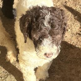 Cranberry (Megan) - Parti female Poodle puppy in Meadowbrook, California from Standard Poodle Pups