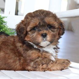 Maltipoo, Shichon, and Shihpoo Puppies from Timbercreek Puppies