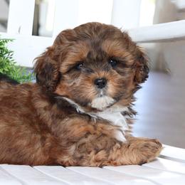 Maltipoo, Shichon, and Shihpoo Puppies from Timbercreek Puppies