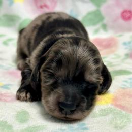 Onyx-4250 - Dapple female Dachshund puppy in Biloxi, Mississippi from Southern Doxies