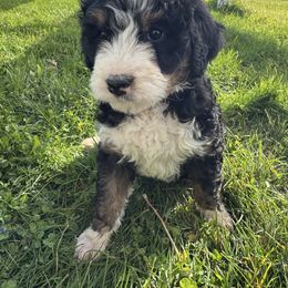 Quinn - Bernedoodle