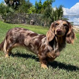 Letty - Dachshund