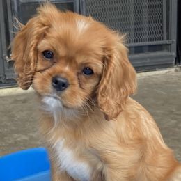 Biscuit - Ruby male Cavalier King Charles Spaniel puppy in Nipomo, California from Central Coast Standard Poodles & Cavaliers