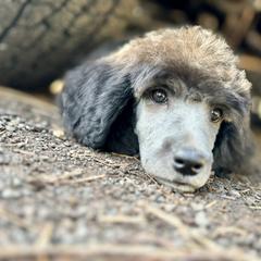 Aussiedoodle, Poodle, and Saint Berdoodle Puppies from Remington Kennels, LLC