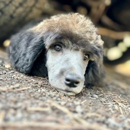 Aussiedoodle, Poodle, and Saint Berdoodle Puppies from Remington Kennels, LLC