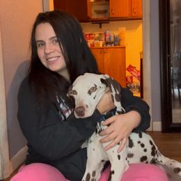 Achilles - Dalmatian