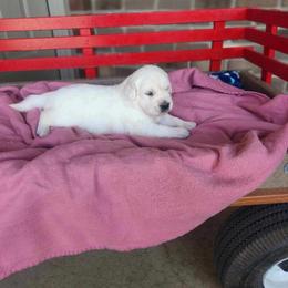 Lola - Light golden female Golden Retriever puppy in Hastings, Michigan from Teresa Stevens