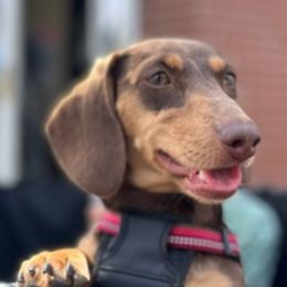 Dachshunds from Paige's Dachshunds
