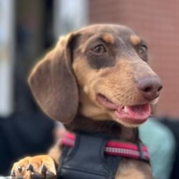 Dachshunds from Paige's Dachshunds