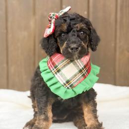 Nessa-Rose - Phantom female Poodle puppy in Bellville, Ohio from Cedar Ridge Standard Poodles