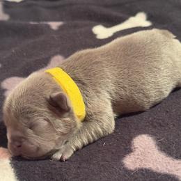 Yellow Female - Blue female French Bulldog puppy in Republic, Missouri from Ritchie’s Frenchies