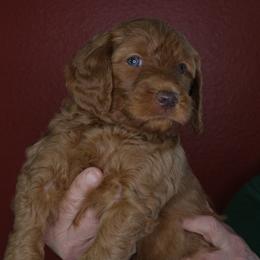Cannoli (Pink collar) - Red  female Goldendoodle puppy in Seattle, Washington from Dream Lake Doodles