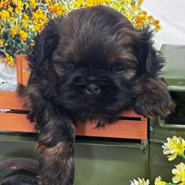 Winston - Black and tan male Shih Tzu puppy in Claremont, California from Lovable Shih Tzus