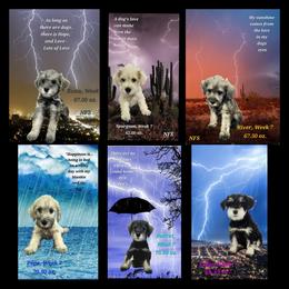 Schnoodle Puppies from Smart Schnauzers & Schnoodles