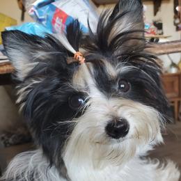 Vegas. - Yorkshire Terrier