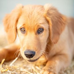 Golden Retrievers from Double W Golden Retrievers