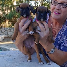 Boxer Puppies from CinniBon Boxers