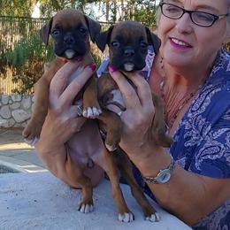 Boxer Puppies from CinniBon Boxers