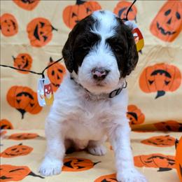 Marlon Brando - Parti male Goldendoodle puppy in Springtown, Texas from Country Pups Doodles