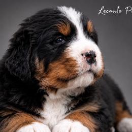 Anakin - Tri-color male Bernese Mountain Dog puppy in Lecanto, Florida from Lecanto Puppy
