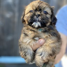 Rocket - Tricolor male Shih Tzu puppy in Chico, California from North State Shih tzus