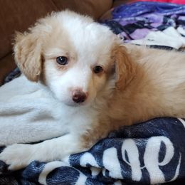 Cedar - Red merle male Aussiedoodle puppy in Grants Pass, Oregon from Down Under Doodles