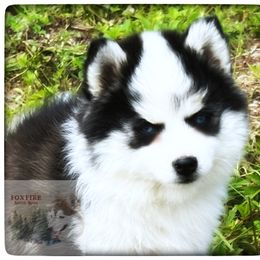 Pomsky Puppies from Foxfire Arctic Spitz
