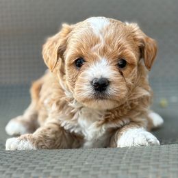 Ducky - Apricot male Yorkipoo puppy in Lebanon, Kentucky from Mosaic Merle Doodles