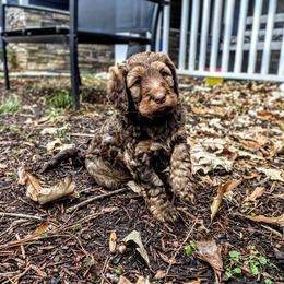 Bernedoodle Puppies from Home Grown Hearts Doodles