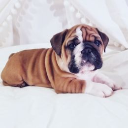 English Bulldog Puppies from LydyBug Bulldogs