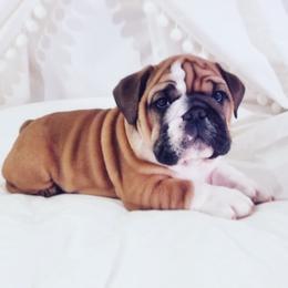 English Bulldog Puppies from LydyBug Bulldogs