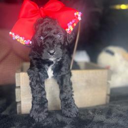 Grilled Peach Avocado - Black Goldendoodle puppy in Charlotte, North Carolina from Ben and Jerry Doodles