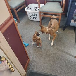 Basenji Puppies from Royal Basenji