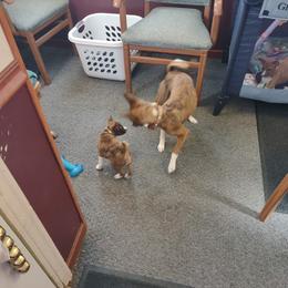 Basenji Puppies from Royal Basenji
