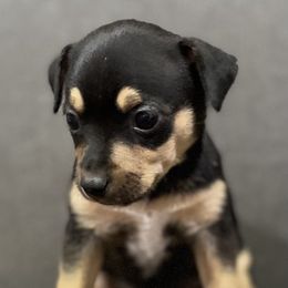 Black Male - Black tan and white male Rat Terrier puppy in Burnet, Texas from Burton's Rat Terriers