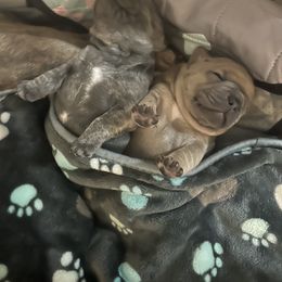 French Bulldog Puppies from Pardon My French Exquisite French Bulldogs
