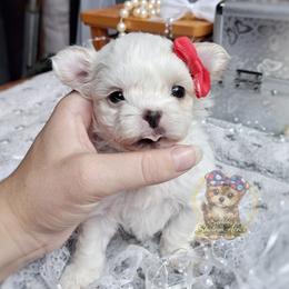 Imperial Korean Valley - White female Mal-Shi puppy in Barren Springs, Virginia from Seeking Shalom Acres Maltese, Maltipoos & Havamalts
