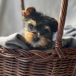 Yorkshire Terrier Puppies from Evermore Yorkies