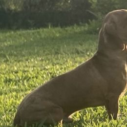 Dachshunds from Lady Margery’s Dachshunds