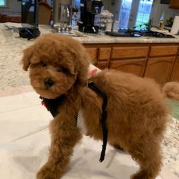 Poodle Puppies from Mary Gorgeous Poodles