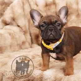 Girl 1 - Fawn female French Bulldog puppy in Schaumburg, Illinois from A & B French Bulldogs
