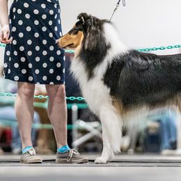 Collies from Relic Collies