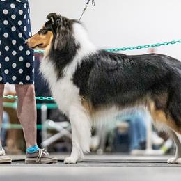 Collies from Relic Collies