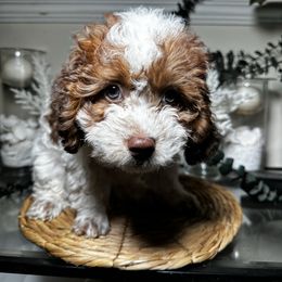 Chubbs(blue eye) - Brown and white male Cockapoo puppy in Griffin, Georgia from Rawls Lovely Little Tots