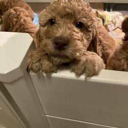 Goldendoodle Puppies from Golden Paws Farm